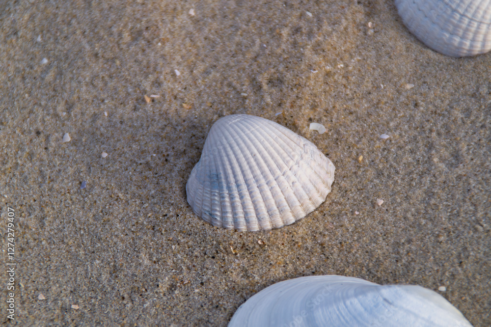 seashell on sandy beach, highlighting the beauty of coastal nature with fine details seashell on sandy beach, highlighting the beauty of coastal nature with fine details