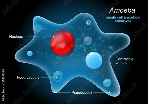 Anatomy of an amoeba proteus