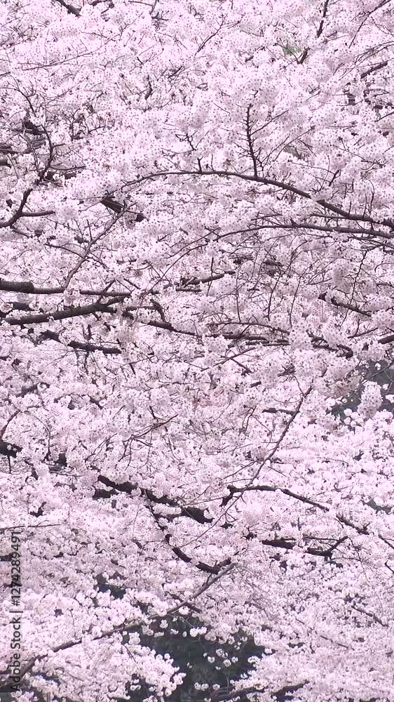 TOKYO, JAPAN : Close up shot of cherry blossoms in Tokyo. Japanese spring season, nature and flower concept video. Vertical shot. TOKYO, JAPAN : Close up shot of cherry blossoms in Tokyo. Japanese spring season, nature and flower concept video. Vertical shot.