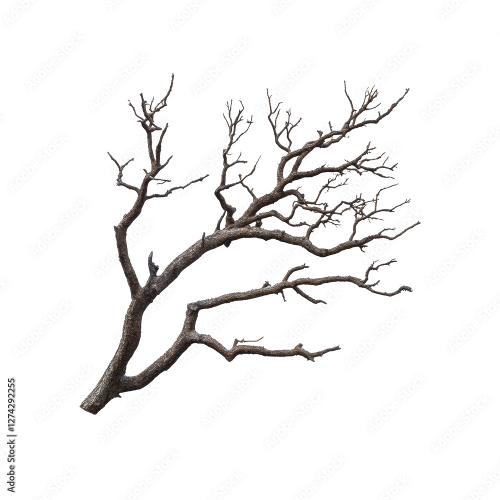 Isolated bare tree branch with multiple sub-branches on transparent background. perfect for natural and organic-themed concepts Isolated bare tree branch with multiple sub-branches on transparent background. perfect for natural and organic-themed concepts