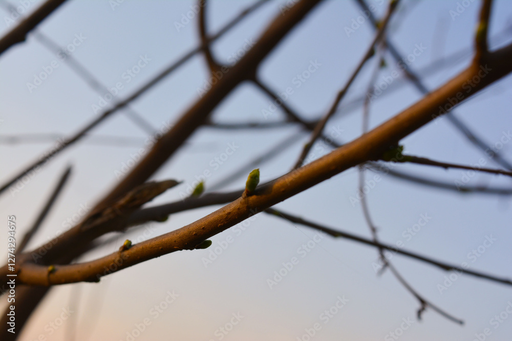 A barbed wire fence entwines with a snow-covered tree branch, a stark contrast of nature and man-made restraint A barbed wire fence entwines with a snow-covered tree branch, a stark contrast of nature and man-made restraint
