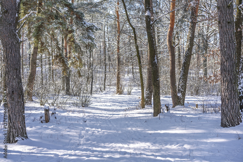 A tranquil winter forest covered in fresh snow. Sunlight filters through the tall pine trees, casting soft shadows on the ground. A peaceful nature scene perfect for relaxation and exploration. A tranquil winter forest covered in fresh snow. Sunlight filters through the tall pine trees, casting soft shadows on the ground. A peaceful nature scene perfect for relaxation and exploration.