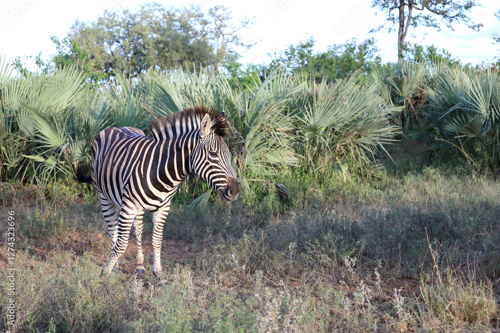 Obraz premium Steppenzebra / Burchell's zebra / Equus quagga burchellii.