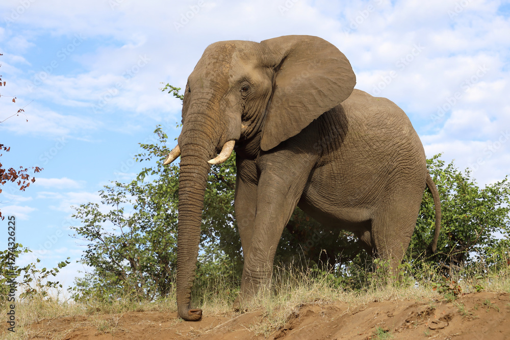 Fototapeta premium Afrikanischer Elefant / African elephant / Loxodonta africana..