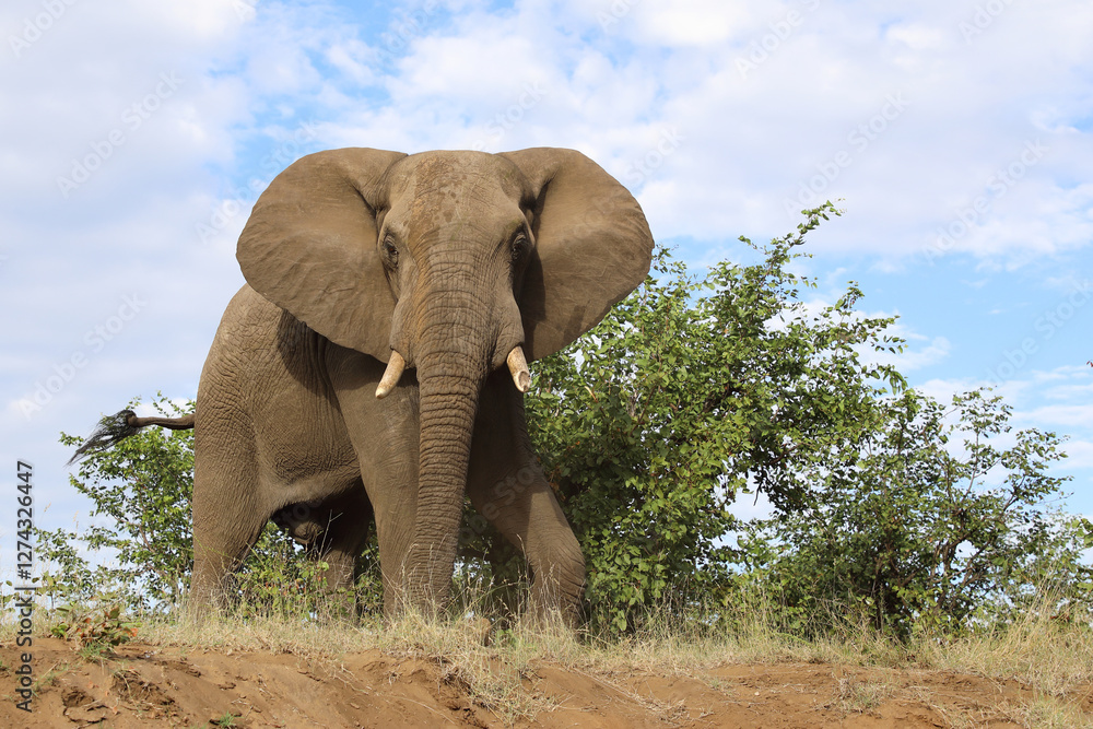 Obraz premium Afrikanischer Elefant / African elephant / Loxodonta africana..