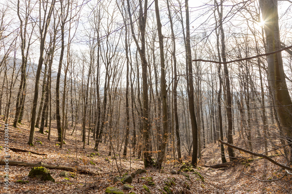 Fototapeta premium trees in the forest at autum
