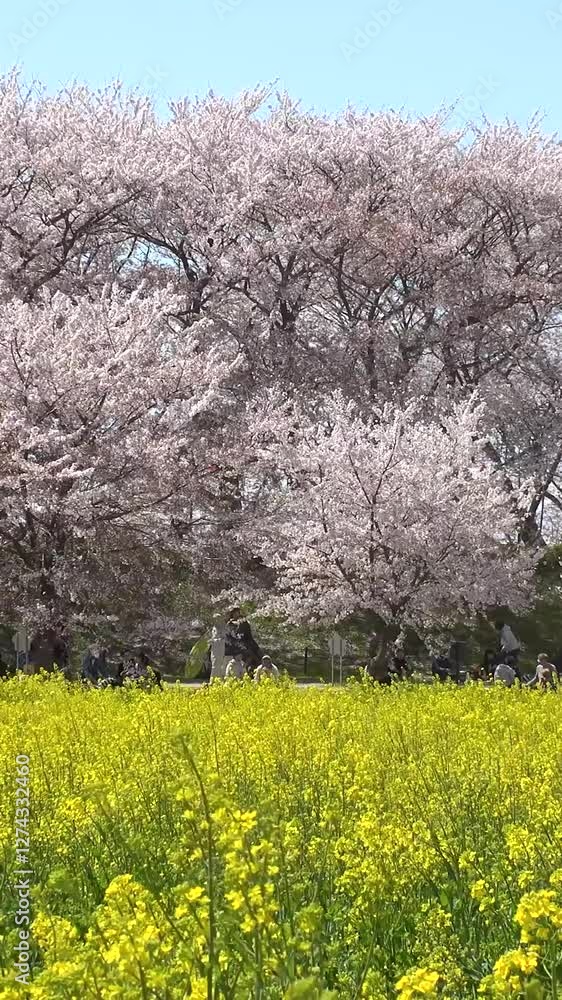 JAPAN : View of cherry blossoms and rape flower. Japanese spring season and nature concept video. Vertical shot. JAPAN : View of cherry blossoms and rape flower. Japanese spring season and nature concept video. Vertical shot.