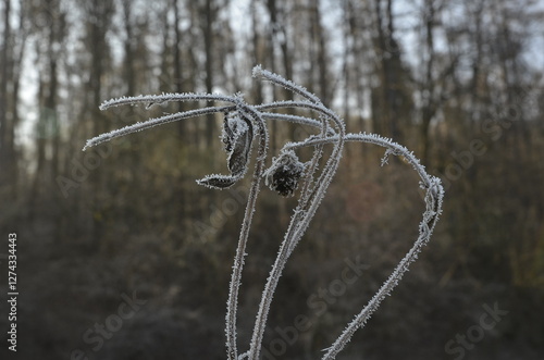 A frost-covered dried plant stands against a blurred background. The delicate ice crystals highlight the intricate details, creating a cold, melancholic, and atmospheric winter scene.