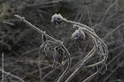 delicate beauty of frost-covered plants in the winter landscape. The close-up shot highlights the intricate details of the frozen stems and buds, emphasizing the fragility and ephemeral nature of the 