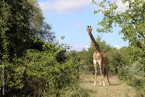 Photography Giraffe / Giraffe / Giraffa camelopardalis