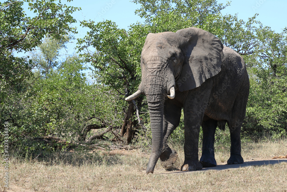 Fototapeta premium Afrikanischer Elefant / African elephant / Loxodonta africana