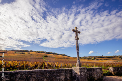 Vineyards of Romanee-conti wine, Vosne-romanee, France