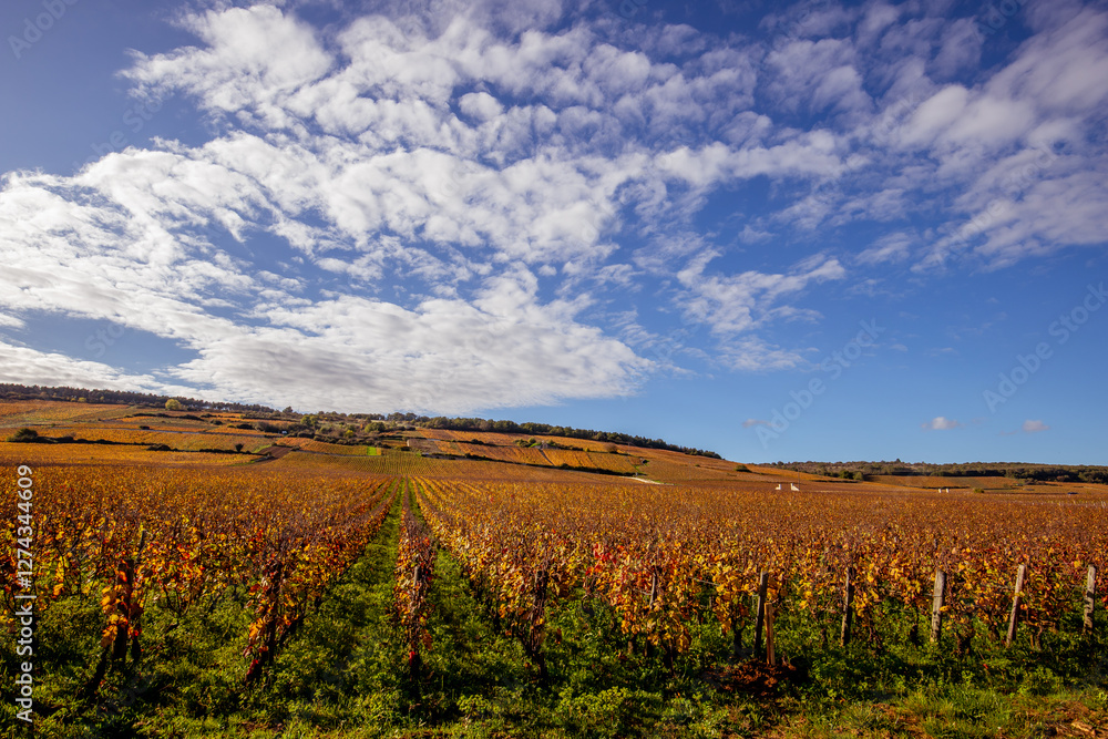 Fototapeta premium Vineyards of Romanee-conti wine, Vosne-romanee, France