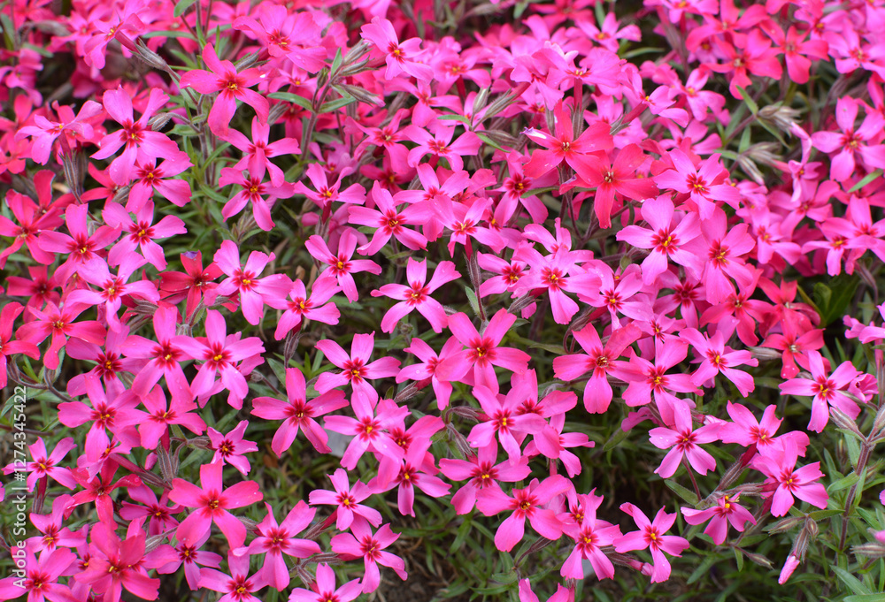 Phlox subulata blooms on the flowerbed Phlox subulata blooms on the flowerbed