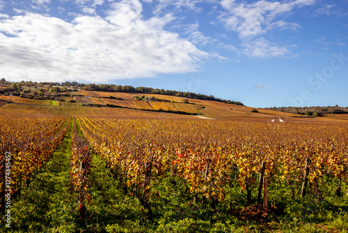 Vineyards of Romanee-conti wine, Vosne-romanee, France photo