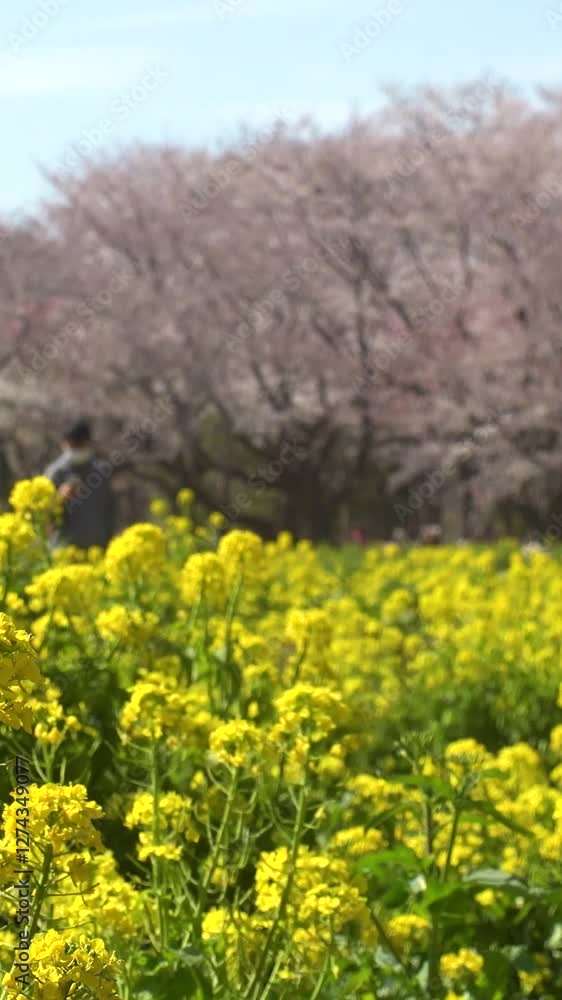JAPAN : View of cherry blossoms and rape flower. Japanese spring season and nature concept video. Vertical shot. JAPAN : View of cherry blossoms and rape flower. Japanese spring season and nature concept video. Vertical shot.