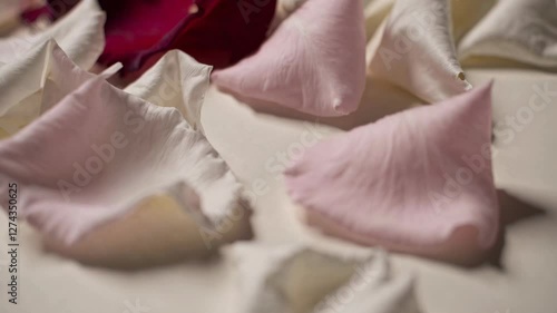 Wallpaper Mural Close-up video shot of scattered rose petals on a surface, capturing soft textures and pastel colors from a low angle, creating a serene mood. Torontodigital.ca