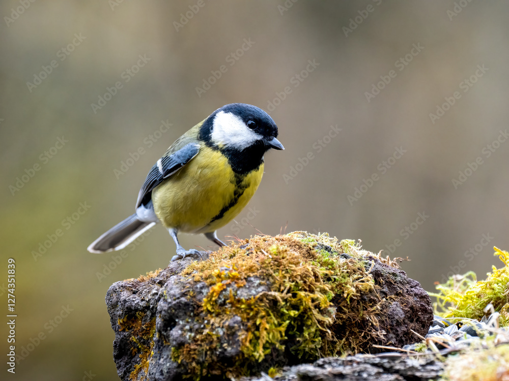 Obraz premium Kohlmeise (Parus major)