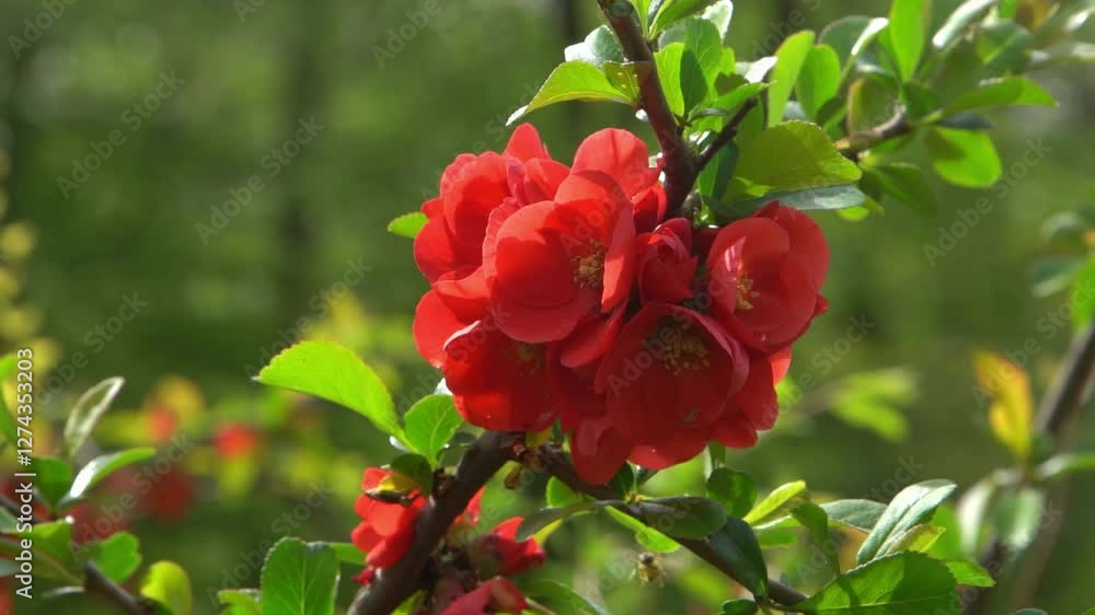 Red spring flower. Japanese quince Chaenomeles. Bud on a bush branch. Green leaves in the garden. Nature plant background Red spring flower. Japanese quince Chaenomeles. Bud on a bush branch. Green leaves in the garden. Nature plant background