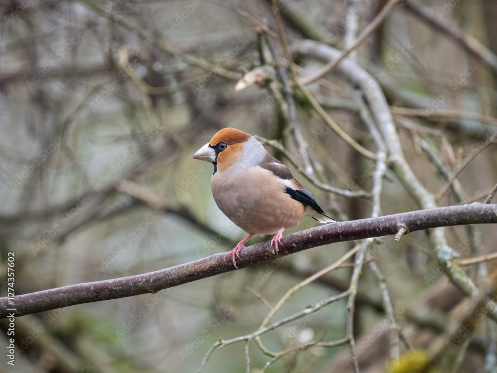 Kernbeißer (Coccothraustes coccothraustes) Kernbeißer (Coccothraustes coccothraustes)