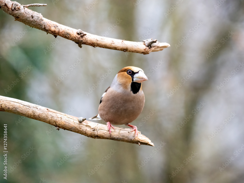 Kernbeißer (Coccothraustes coccothraustes) Kernbeißer (Coccothraustes coccothraustes)