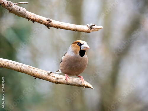 Kernbeißer (Coccothraustes coccothraustes) photo