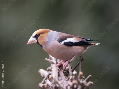 Kernbeißer (Coccothraustes coccothraustes) photo