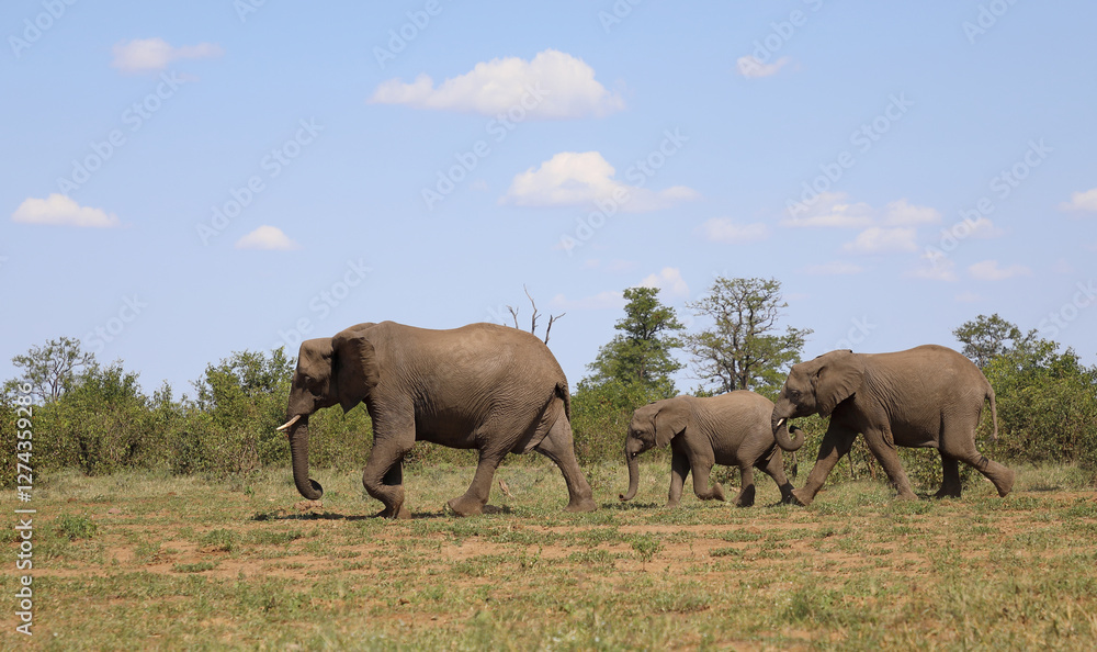 Fototapeta premium Afrikanischer Elefant / African elephant / Loxodonta africana