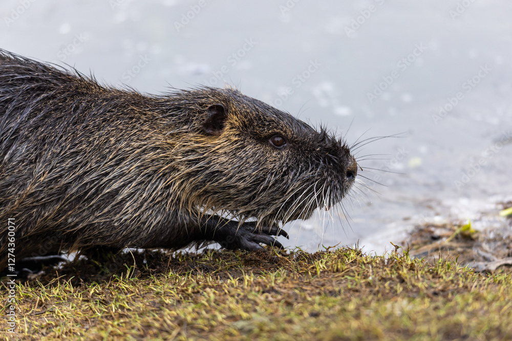 A nutria or coypu (Myocastor coypus) stands on the bank of a pond A nutria or coypu (Myocastor coypus) stands on the bank of a pond