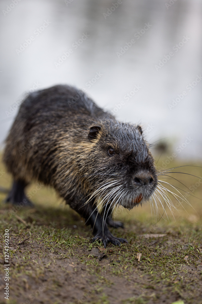 A nutria or coypu (Myocastor coypus) stands on the bank of a pond A nutria or coypu (Myocastor coypus) stands on the bank of a pond