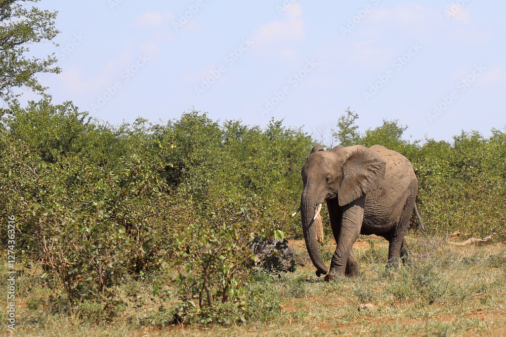 Fototapeta premium Afrikanischer Elefant / African elephant / Loxodonta africana