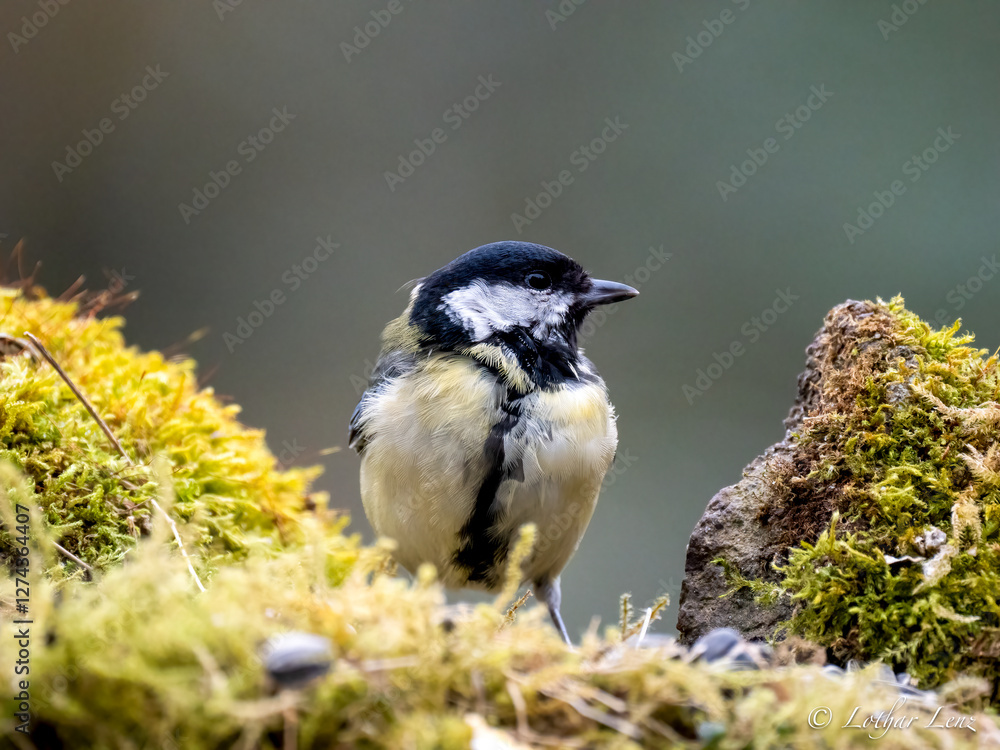 Naklejka premium Kohlmeise (Parus major)