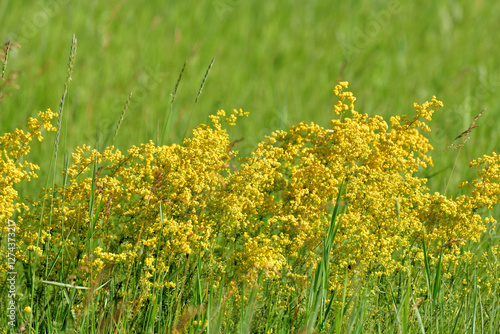 Bedstraw is a genus of annual, biennial and perennial herbaceous plants of the Rubiaceae family. photo