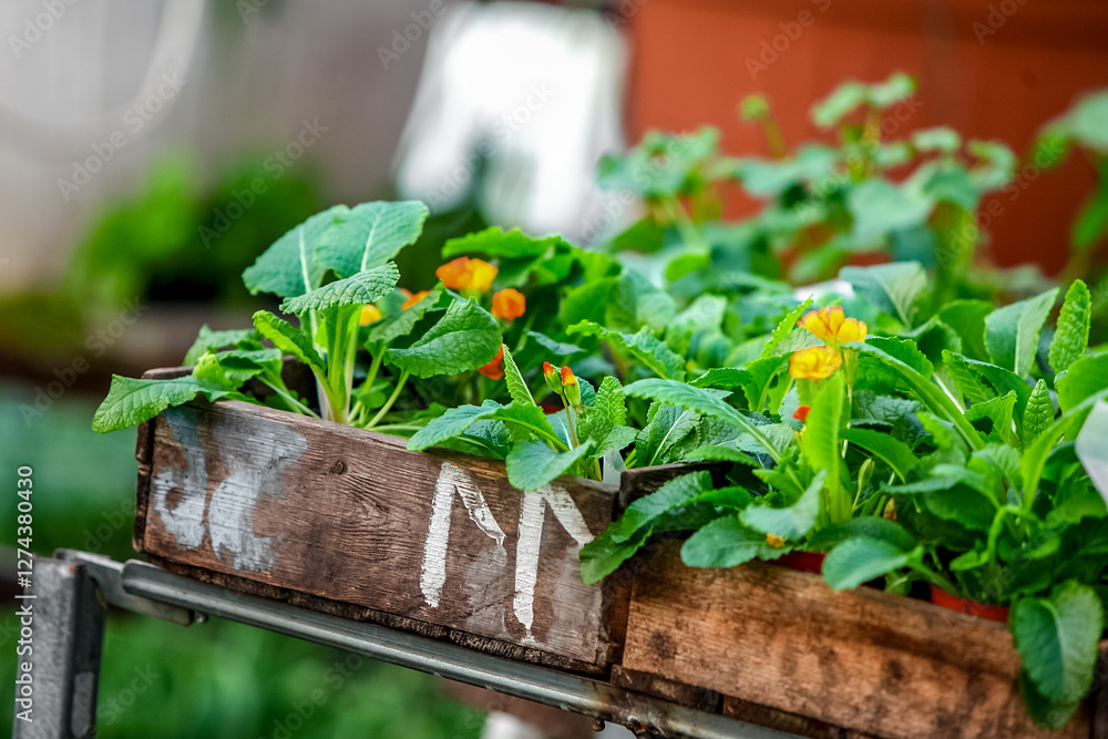 flower wooden pots with plants and seeding flower wooden pots with plants and seeding
