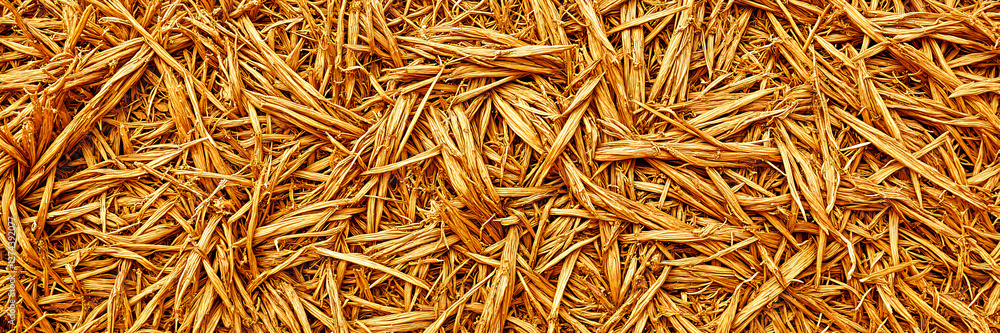 Dry golden hay texture background
Dry golden hay texture background