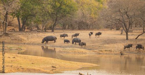 Afrikanische Tiere Flusspferd genannt Nilpferd und Streifengnu, im Krüger National Park - Kruger Nationalpark Südafrika photo