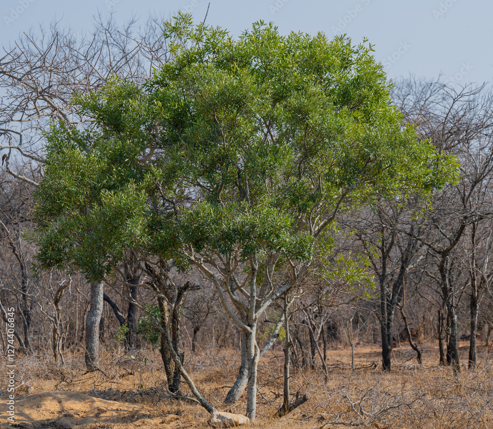 Euclea Schakalbeere ist ein Baum der Ebenholzgewächse, im Krüger National Park - Kruger Nationalpark Südafrika Euclea Schakalbeere ist ein Baum der Ebenholzgewächse, im Krüger National Park - Kruger Nationalpark Südafrika