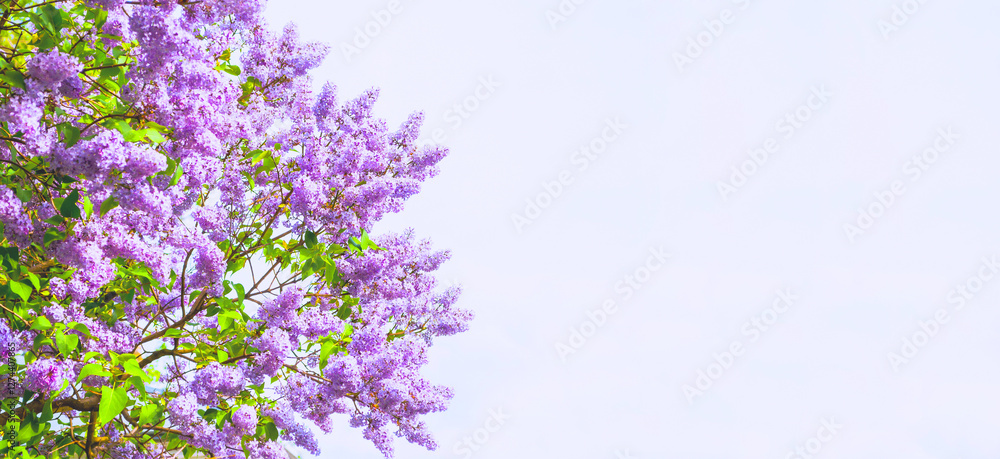 Spring lilac flowers in the spring garden, spring flower background, panoramic scene of violet lilac flowers at the tree in the garden, pastel tones applied Spring lilac flowers in the spring garden, spring flower background, panoramic scene of violet lilac flowers at the tree in the garden, pastel tones applied