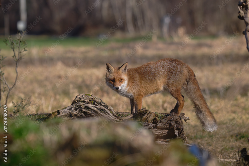 Obraz premium Uccellini e passeri in volo ,poiana picchio verde