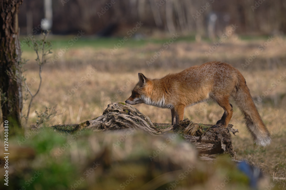 Obraz premium Uccellini e passeri in volo ,poiana picchio verde