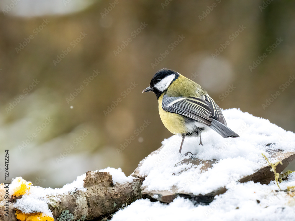 Fototapeta premium Kohlmeise (Parus major) 