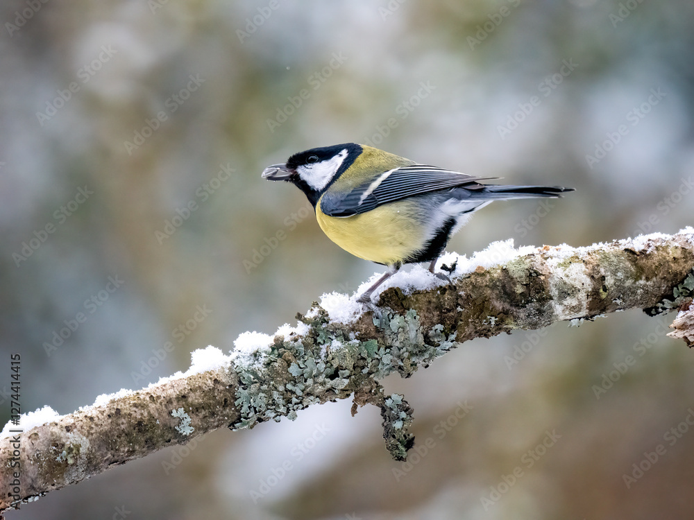 Obraz premium Kohlmeise (Parus major) 