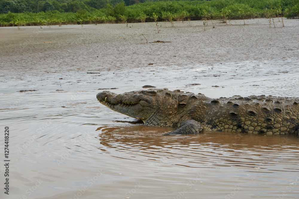 Jaco, Costa Rica - November 21, 2024 - american crocodile, Crocodilus acutus, in the banks of Tarcoles river, in Puntarenas province
