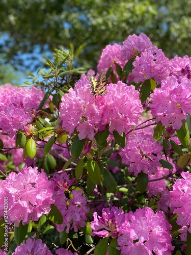 pink azalea yellow butterfly