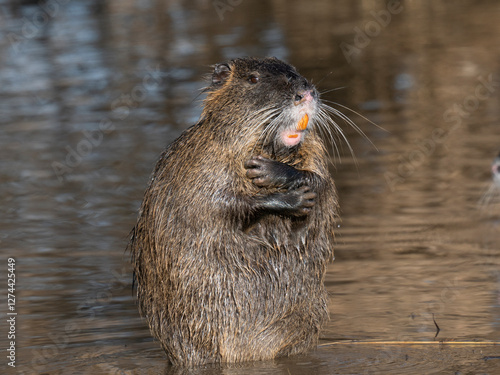 Nutria (Myocastor coypus) photo