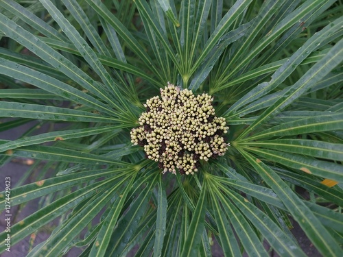 Osmoxylon lineare is a species of shrubby plant from the Araliaceae family (cup family). This plant originates from the humid tropical biome in the Philippines (Luzon). photo