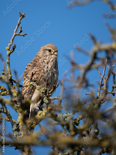 Turmfalke (Falco tinnunculus) photo