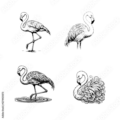 American Flamingo
