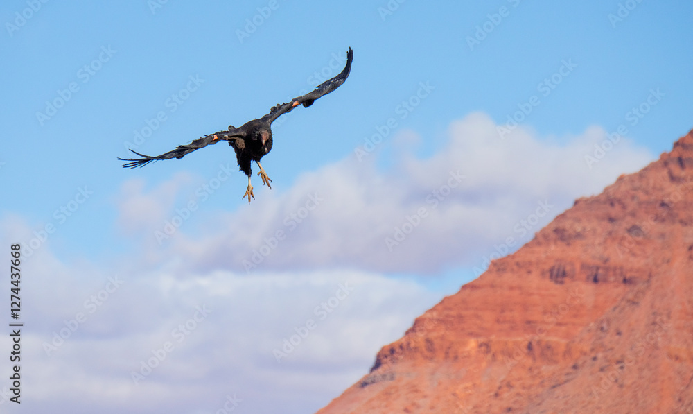 critically endangered California Condors in flight over Arizona high desert habitat critically endangered California Condors in flight over Arizona high desert habitat
