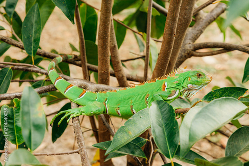 iguana on a tree photo